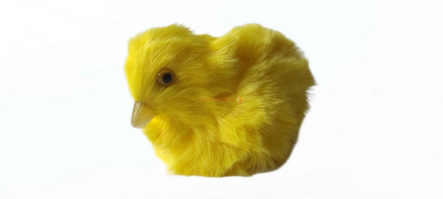 Цыпленок во Закаменске